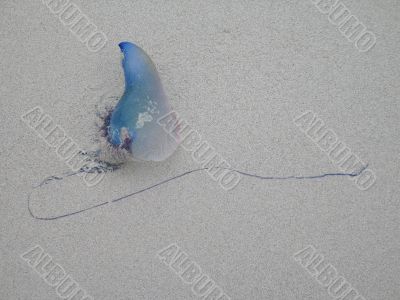 blue jelly fish on the beach