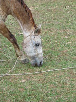 brown horse eating grass