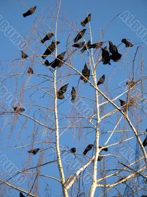 crows in a tree