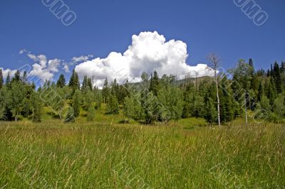 Mountain Meadow