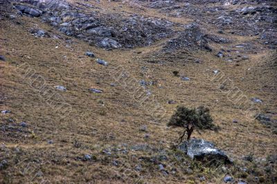 Lone tree