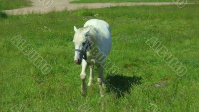 White horse standing on a meadow