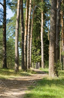 Footpath in a pine wood