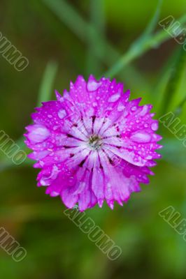 carnation close up after a rain