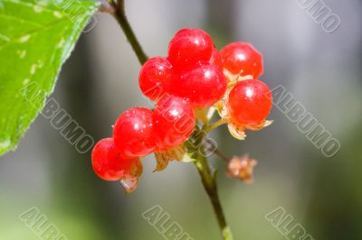 stone bramble close up