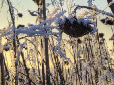 Frost