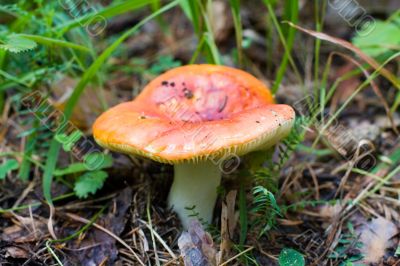 red russula