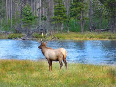 Elk Bull