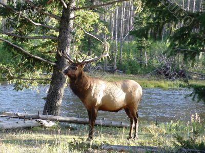 Elk Bull