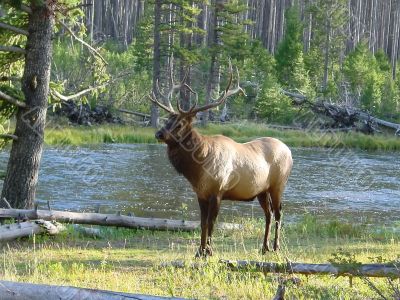 Elk bull