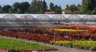 Greenhouse Gardens