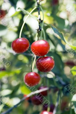big sweet and juicily cherries