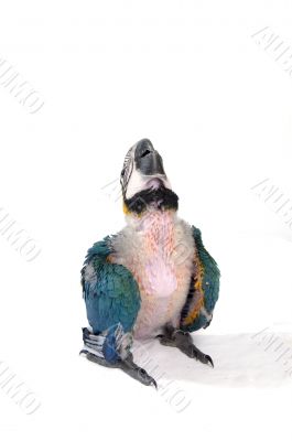 baby macaw leaning back