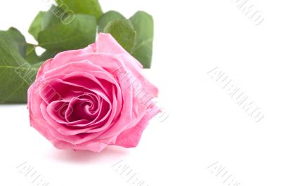 pink rose