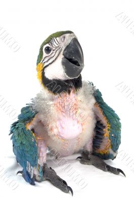 young macaw