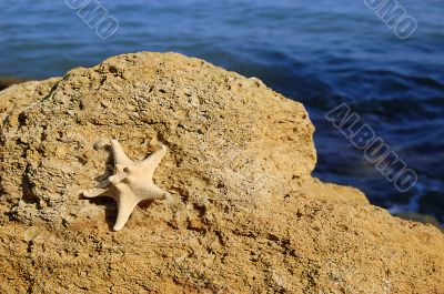 Starfish