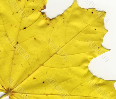 autumnal leaf