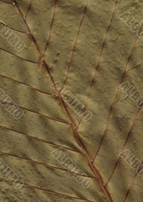 chestnut leafs