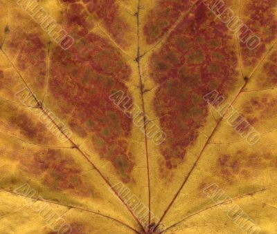 vivid autumnal colors