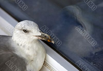 Seagull