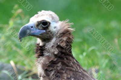 White backed vulture portrait