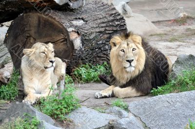 Portrait of noble male lion.