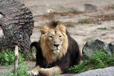 Portrait of noble male lion.