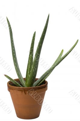 Aloe vera