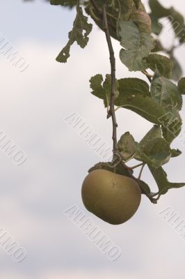 apple on a tree