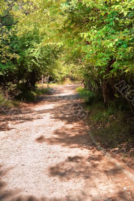 Road through the forest for pedestrians