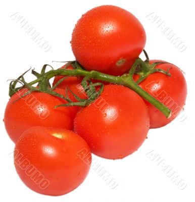 Branch of tomatos