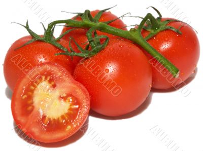 Branch of tomatos, isolated