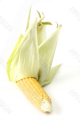 corn cob