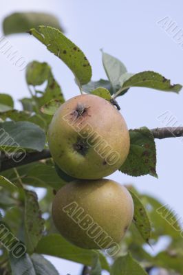 fly on an apple
