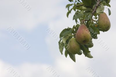 pears
