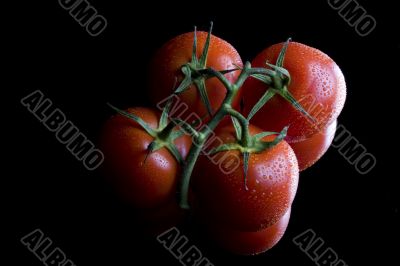 tomatos