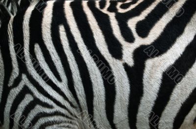 Zebra Strip. Zebra Stripes Pattern Texture