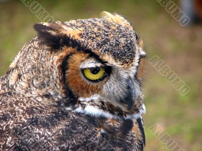 Great Horned Owl