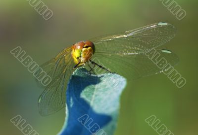 The dragonfly looks at you!