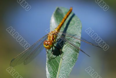 Dragonfly on a background of dark blue lake