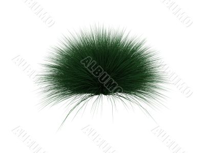 hedgehog plant over white