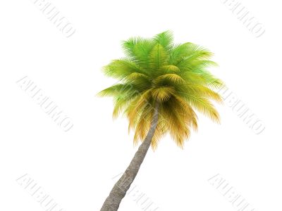 palm over white
