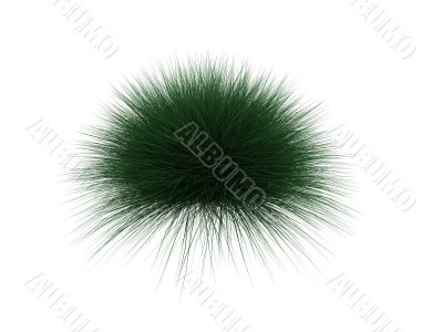 hedgehog plant over white
