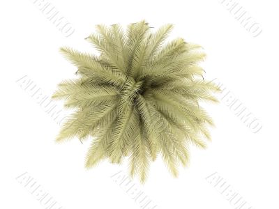 palm over white
