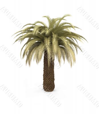 palm over white