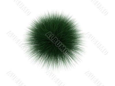 hedgehog plant over white