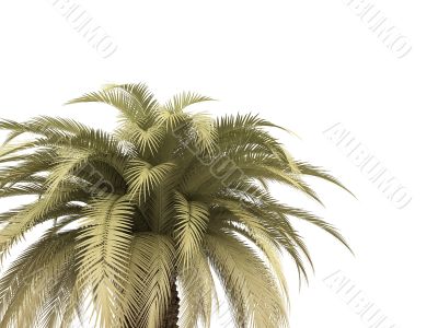 palm over white