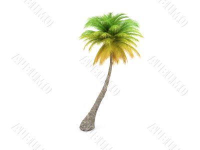 palm over white