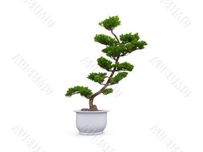bonsai over white