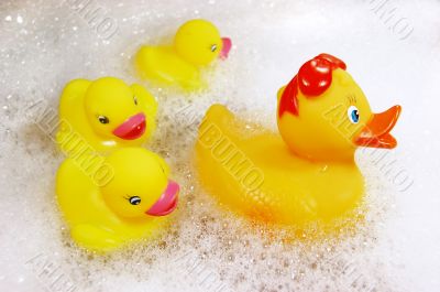 Duck family